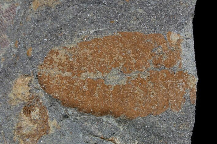 Ordovician Soft-Bodied Fossil (Duslia?) - Morocco #80277